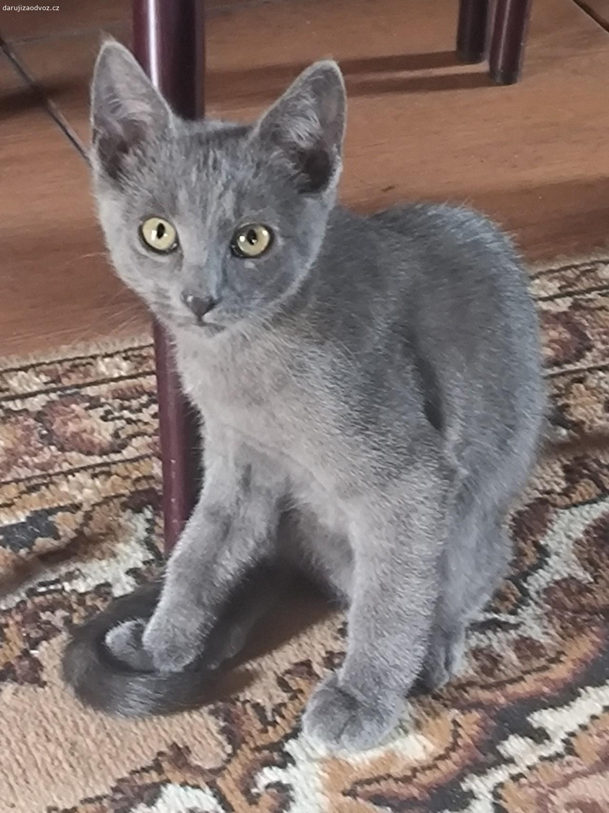 Daruji koťátko kocourka. Je takovy mazel, čistotný, chodí na bednu, ji vše a uz se těší do nové rodiny kde ho budou mít rádi.....