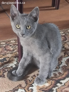 Daruji koťátko kocourka