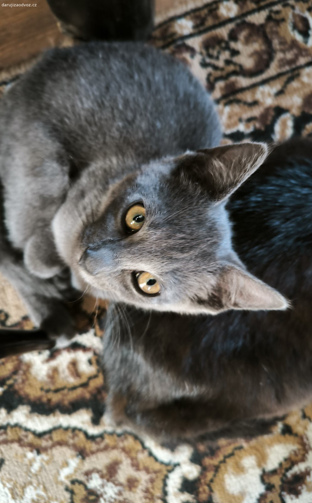 Daruji koťátko kocourka. Je takovy mazel, čistotný, chodí na bednu, ji vše a uz se těší do nové rodiny kde ho budou mít rádi.....