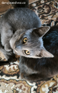 Daruji koťátko kocourka