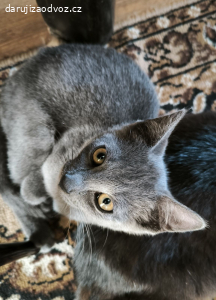 Daruji koťátko kocourka