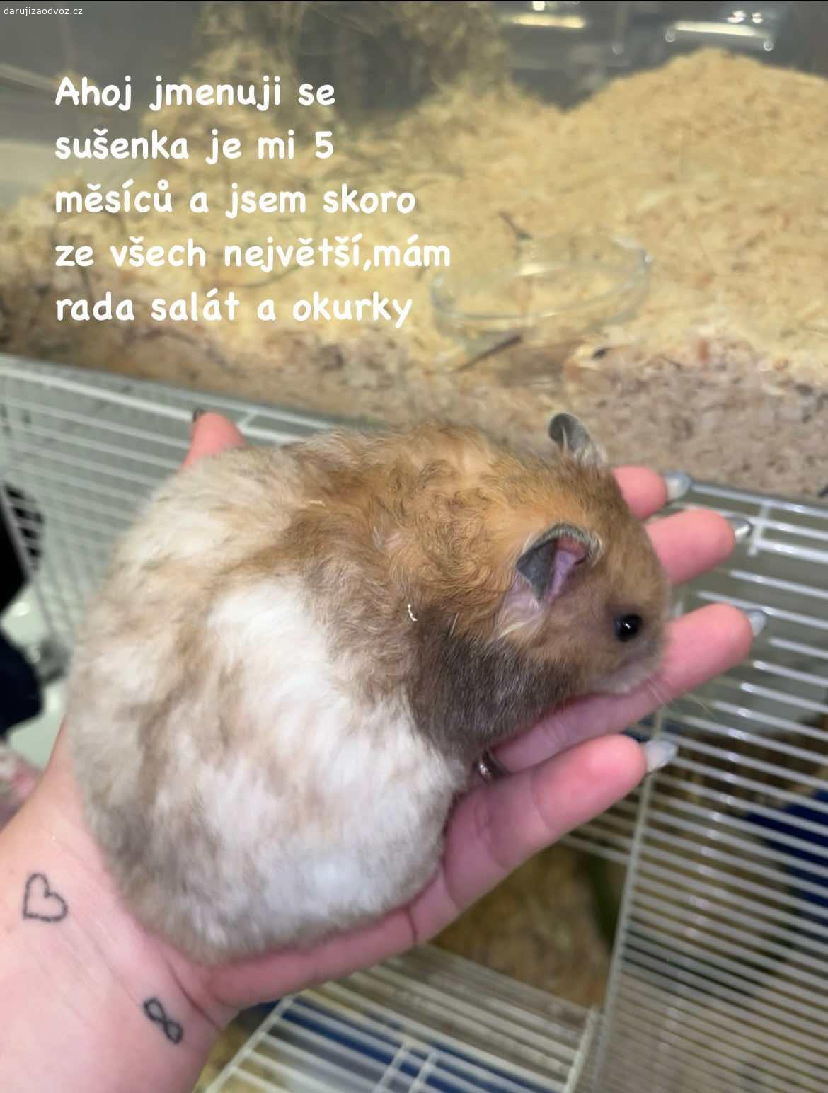 Daruji Křečky Syrský. Vše o křečkách napsané na fotkách
