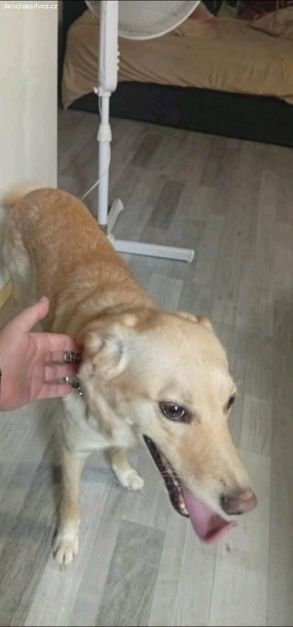 Darují Loki