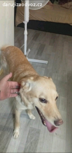 Darují Loki