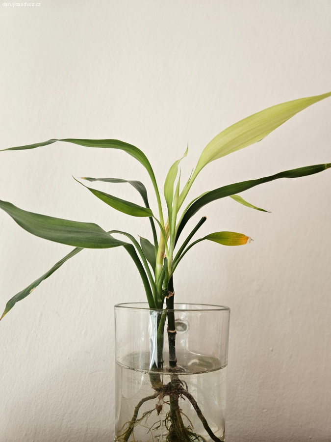 Daruji Lucky bamboo