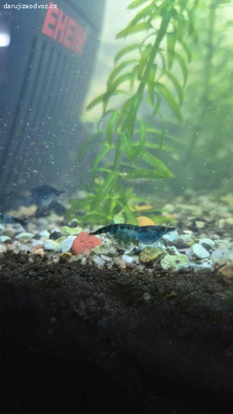 Daruji modré krevetky