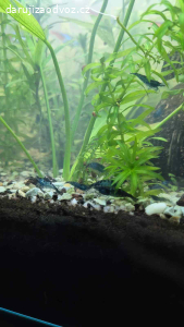 Daruji modré krevetky