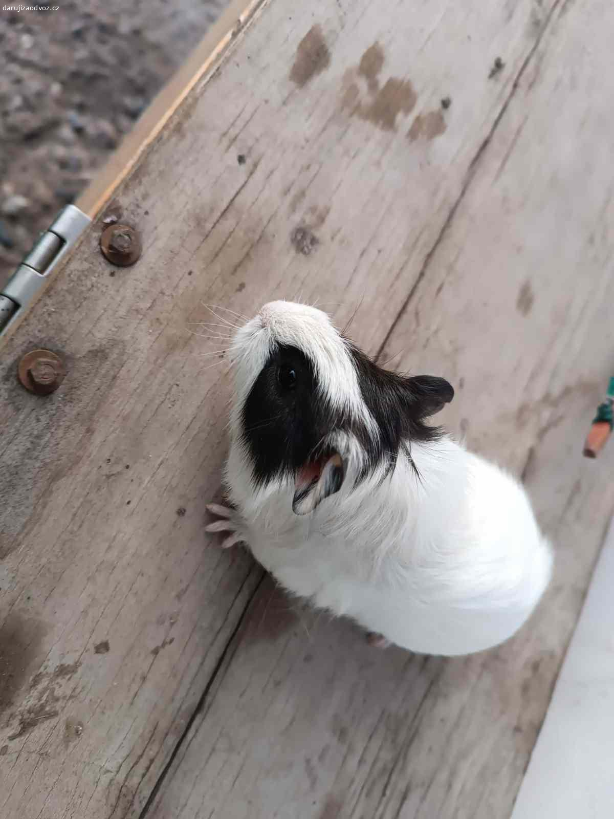 Daruji morčátko. Měsíc staré, darujeme do dobrých rukou.
