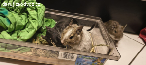 Daruji osmáka degu samičku
