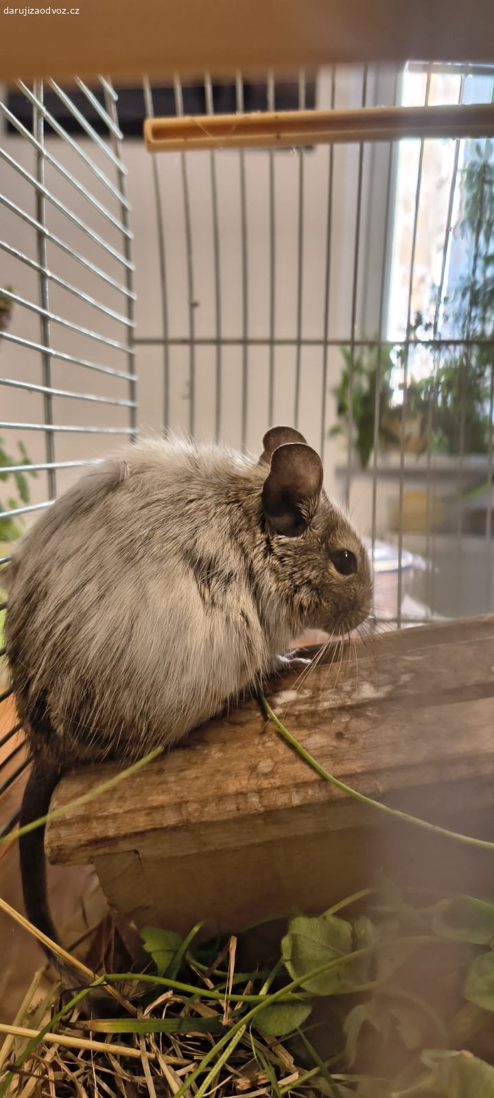 Daruji osmáka degu samičku. Do dobrých rukou věnujeme mladou samičku osmáka degu starou 4 měsíce. Převzali jsme ji z nevhodných podmínek, bohužel nemůže být s našimi samečky. Na člověka si pomalu zvyká. Můžeme zajistit odvoz po Praze, jinak osobní vyzvednutí na Praze 7.