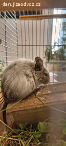 Daruji osmáka degu samičku