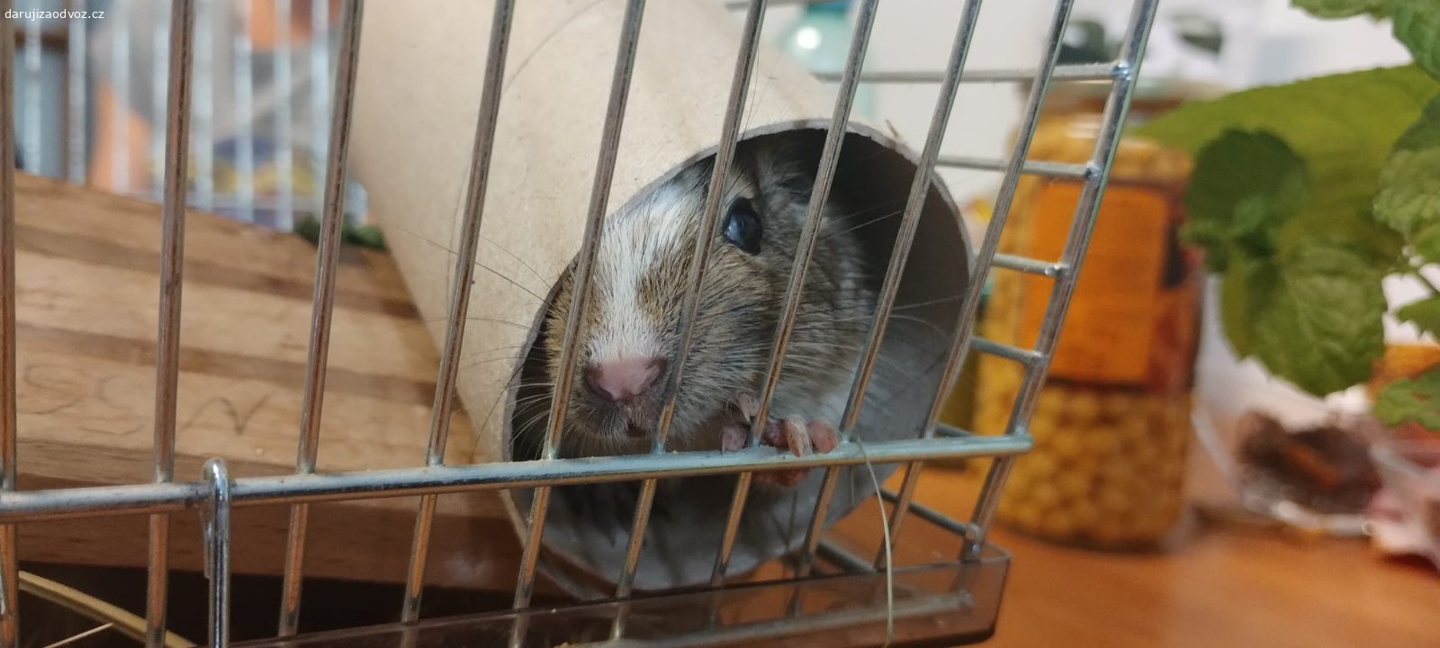 Daruji osmáka degu samičku. Do dobrých rukou věnujeme mladou samičku osmáka degu starou 4 měsíce. Převzali jsme ji z nevhodných podmínek, bohužel nemůže být s našimi samečky. Na člověka si pomalu zvyká. Můžeme zajistit odvoz po Praze, jinak osobní vyzvednutí na Praze 7.