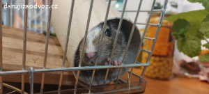 Daruji osmáka degu samičku