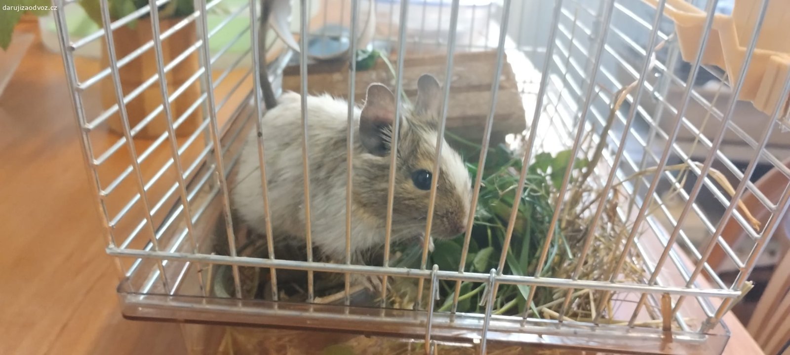 Daruji osmáka degu samičku. Do dobrých rukou věnujeme mladou samičku osmáka degu starou 4 měsíce. Převzali jsme ji z nevhodných podmínek, bohužel nemůže být s našimi samečky. Na člověka si pomalu zvyká. Můžeme zajistit odvoz po Praze, jinak osobní vyzvednutí na Praze 7.