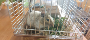 Daruji osmáka degu samičku