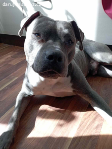 Daruji pejska do dobrých rukou