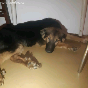 Daruji pejsky do dobrých rukou