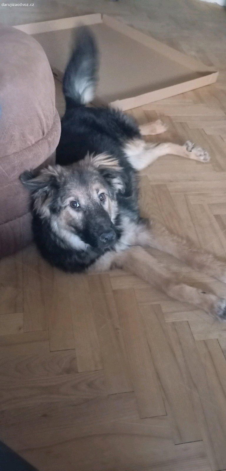 Daruji pejsky do dobrých rukou. Dobrý den daru ji pejsky do dobrých rukou jsou hodní jsou to nalezenci bohužel už mám starší ho pejska a ten se sním nesnese a je mi jich líto dávat do útulku  jeden slyší na jméno Pluto a druhá je fenečka Kelly. Pluto je vykastrovaný zbytek sz.Pište email