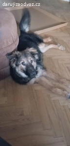 Daruji pejsky do dobrých rukou