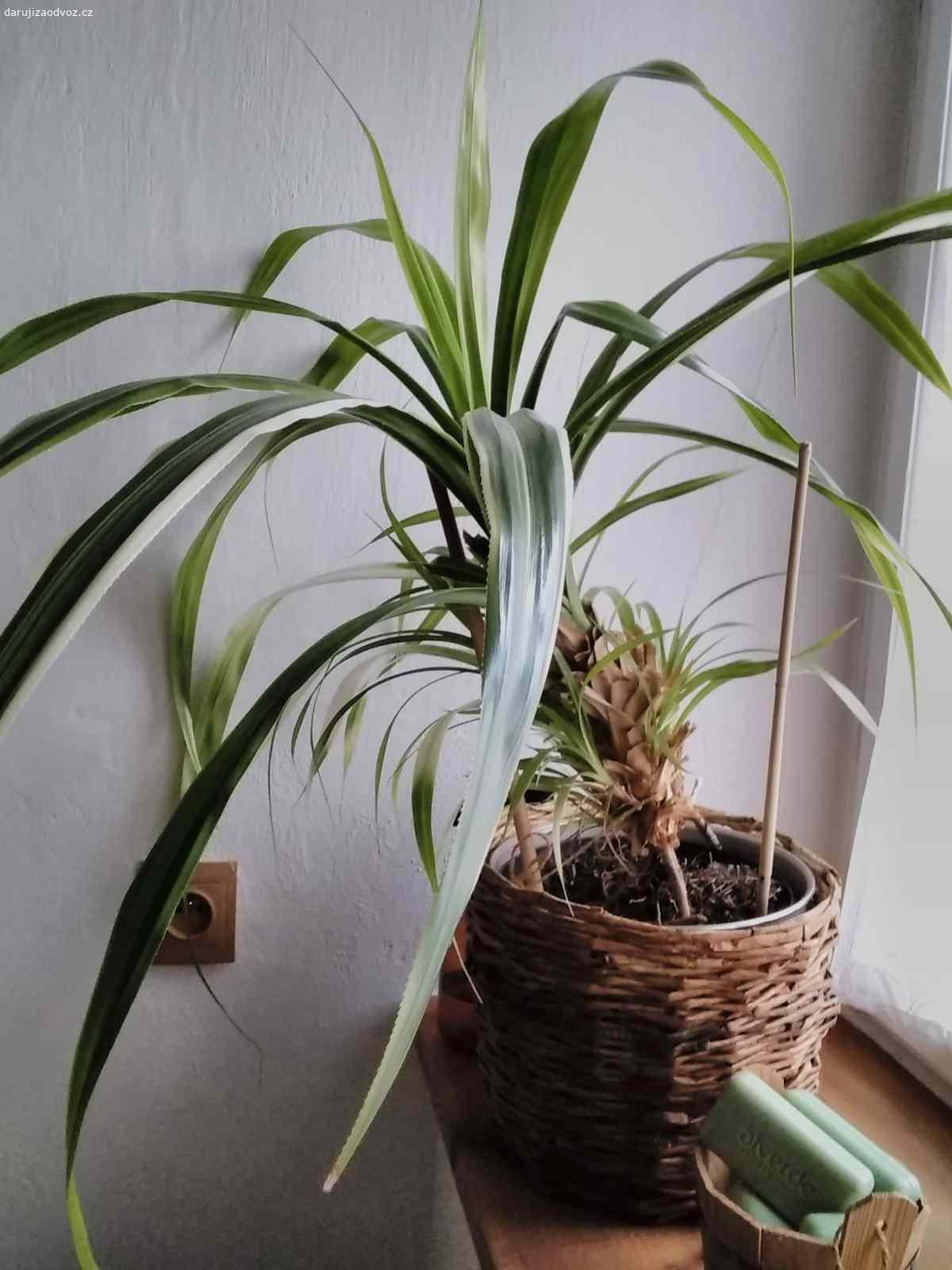 Daruji pokojovou rostlinu. Kdo se ujme pokojové rostliny? Má škrábavé listy. Jinak je hezká.