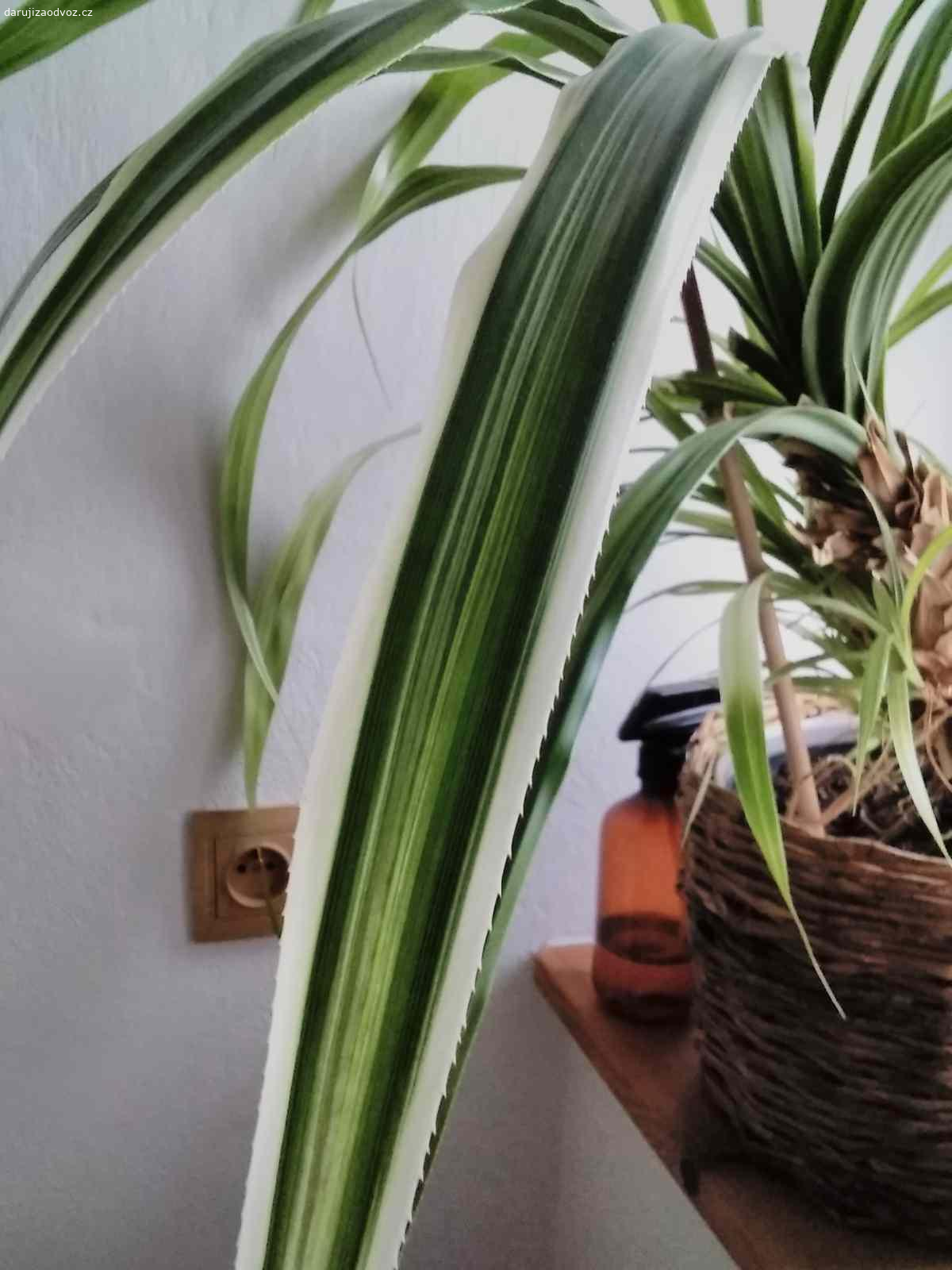 Daruji pokojovou rostlinu. Kdo se ujme pokojové rostliny? Má škrábavé listy. Jinak je hezká.