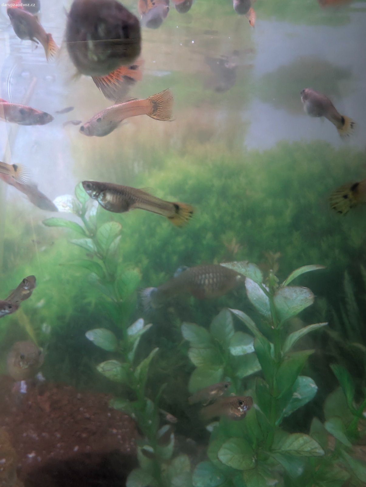 Daruji rybičky do akvária. Daruji menší barevné rybičky