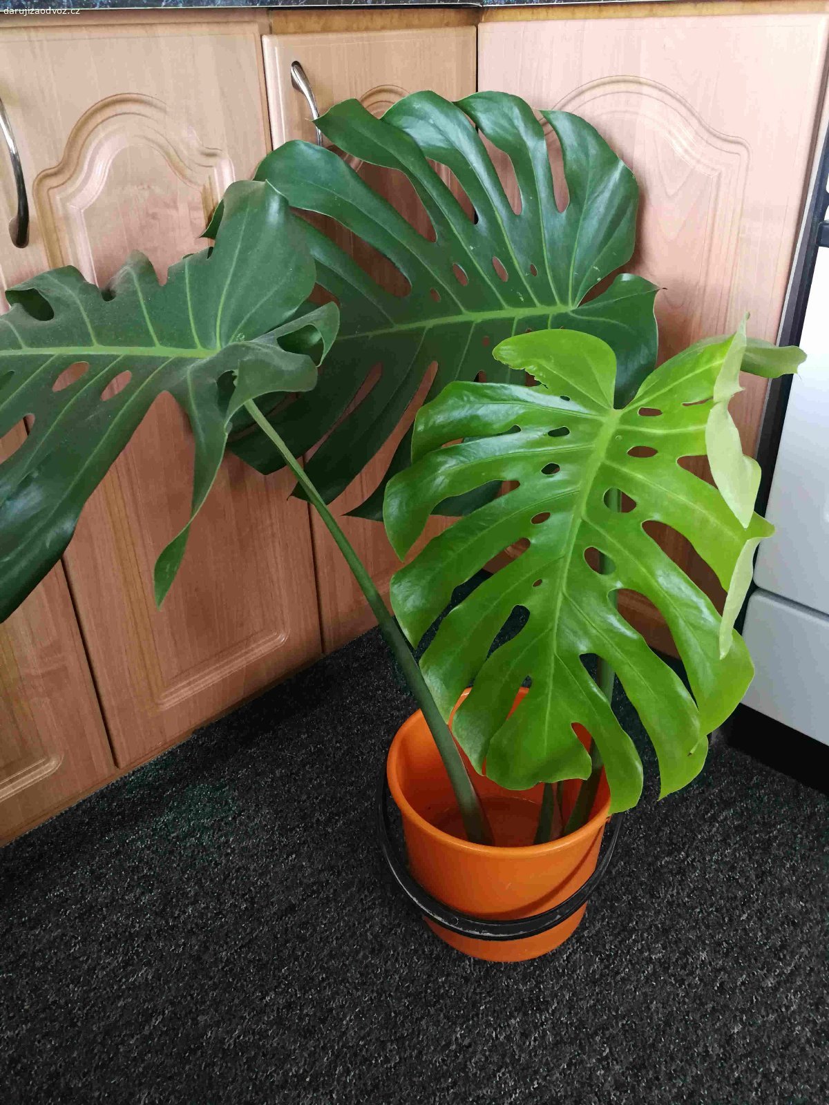 Daruji sazenice pokojových květin. Daruji sazenici filodendron a difenbachii.