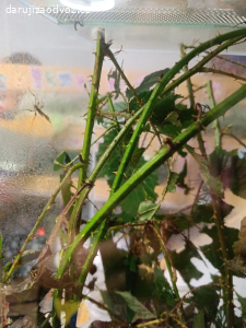 daruji strašilky australské