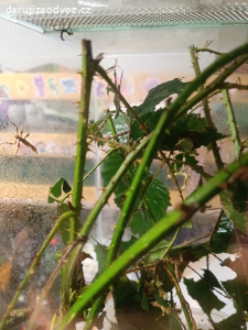 daruji strašilky australské