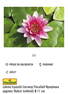 Daruji trpasličí červený leknín