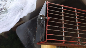 Vyměním za instantní  jihlavanku