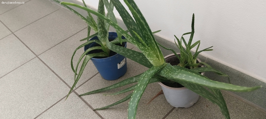 Daruji za odvoz Aloe Věra a rymovnik