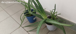 Daruji za odvoz Aloe Věra a rymovnik