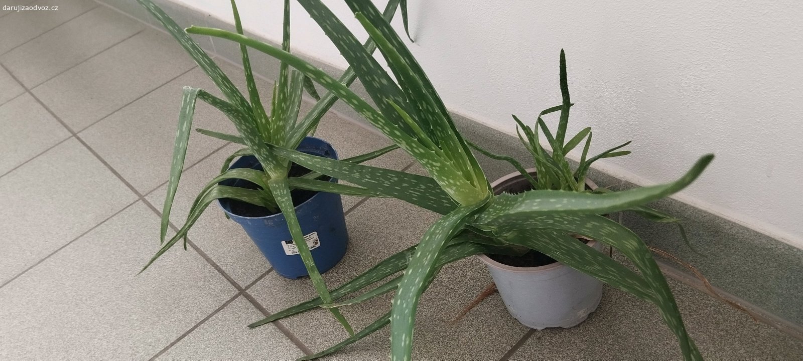 Daruji za odvoz Aloe Věra a rymovnik. Daruji za odvoz Aloe Věra a rymovnik