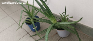 Daruji za odvoz Aloe Věra a rymovnik