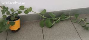 Daruji za odvoz Aloe Věra a rymovnik