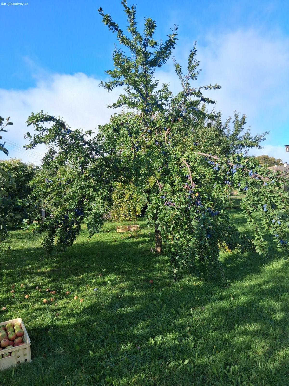 daruji za odvoz cca 50kg švestek. Samosběr na zahradě do vlastních nádob
