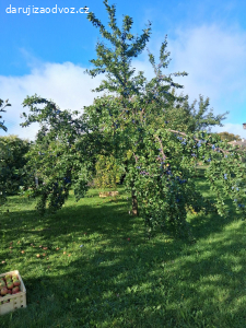 daruji za odvoz cca 50kg švestek