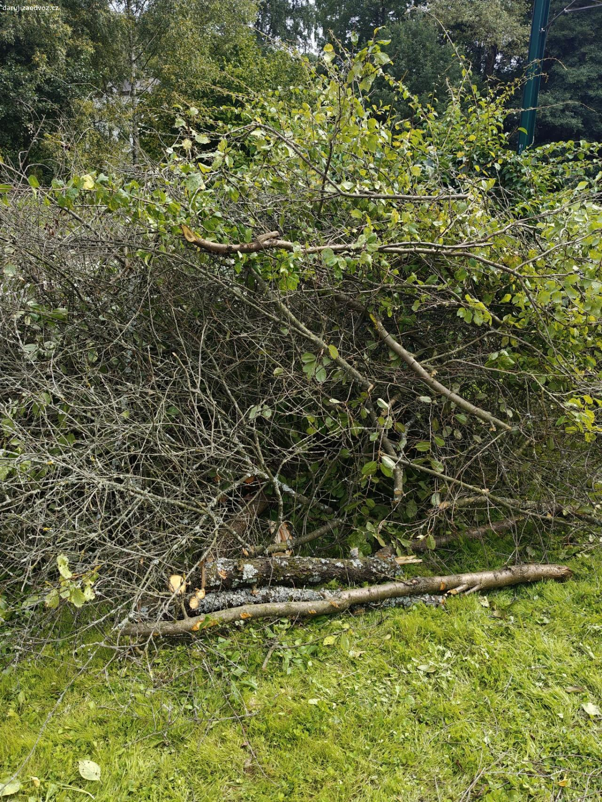 Daruji za odvoz dřevo na podpal.. Dřevo je z ovocných stromů i s větvemi. V případě zájmu volejte.