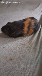 daruji za odvoz morčátka