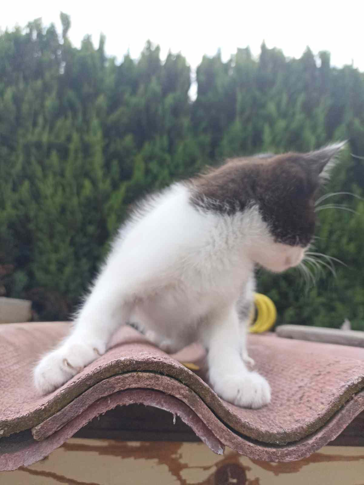 Daruji za odvoz. Daruji černobílého kocourka.