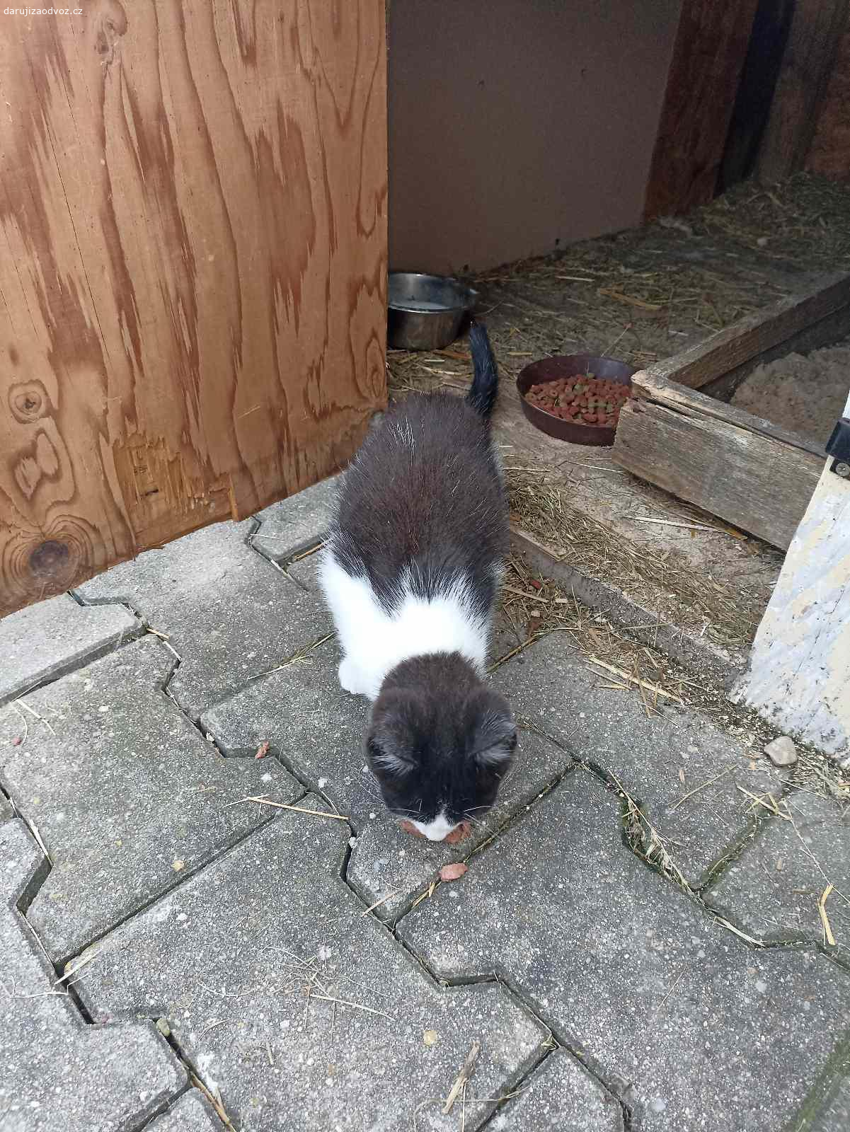 Daruji za odvoz. Daruji černobílého kocourka.
