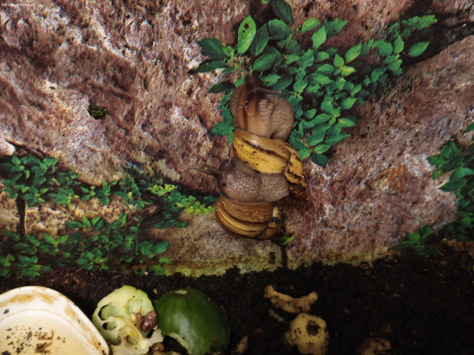 Daruji. Daruji nenáročné africké šnečky. Dovoz  možný Litvínov, Most, Horní Jiřetín, Žatec