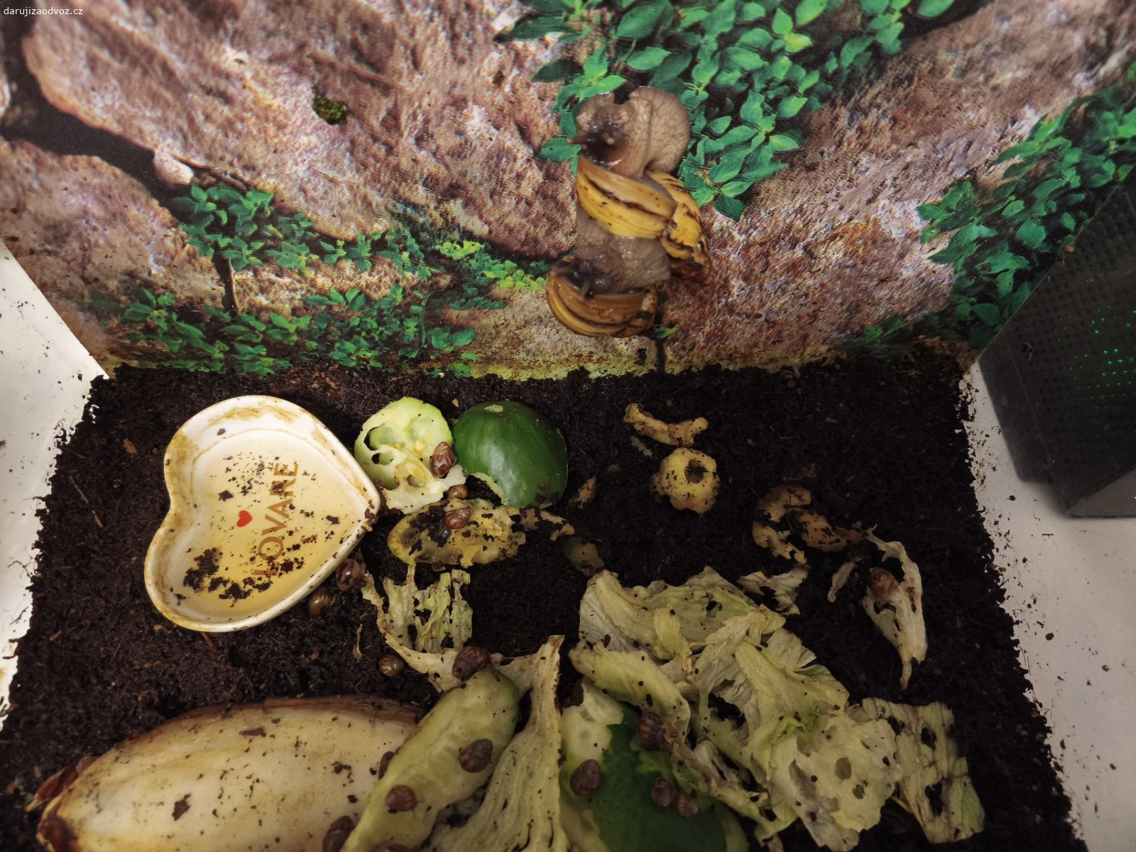 Daruji. Daruji nenáročné africké šnečky. Dovoz  možný Litvínov, Most, Horní Jiřetín, Žatec