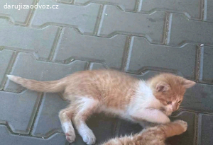 Daruji