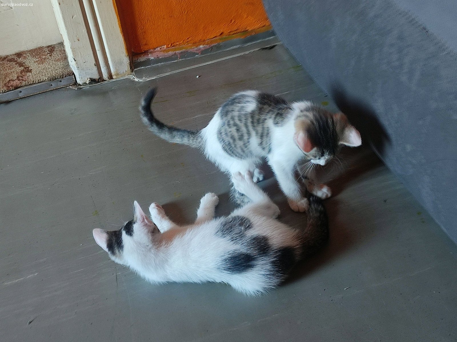 daruji. Daruji 6 měsíční kočičky.