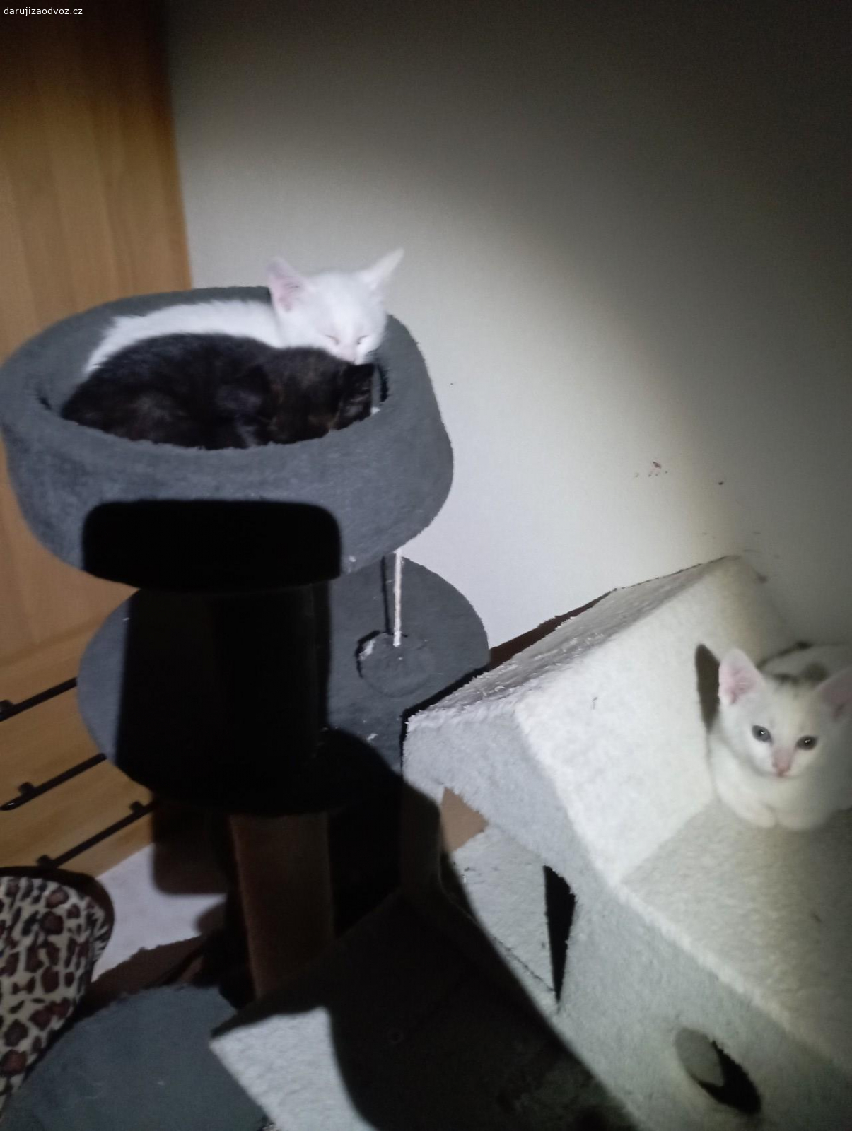 Daruji koťata. Daruji koťata viz foto narozená v bytovce 27.2.24 černý táta a bílá máma naučený na písek. Dvě černý už jsou zamluvený zbývá rezsty kluk a bílá kočička s černou skvrnou na hlavě a bílý kocour.