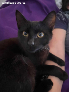 Daruju 2 kocourky