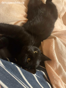 Daruju 2 kocourky