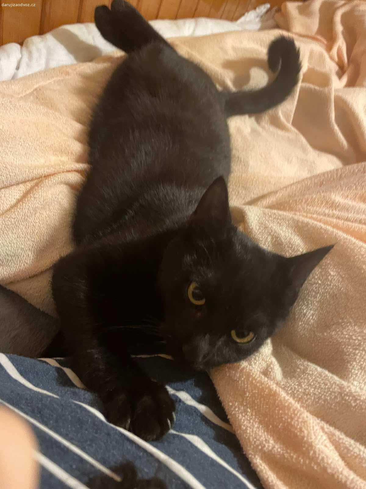 Daruju 2 kocourky. Jsou moc laskavé 2 kocourky je jim skoro 6 měsíců , vaha 2 kg jeden . Jmenují se Felix a Tom